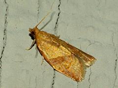 Privet Tortrix
